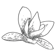 Magnolia flower head isolated on white. Top side view of magnolia open spring blooming, hand drawn. Vector.