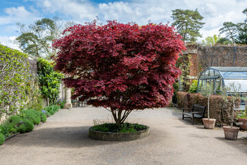 Fototapeta premium red acer tree in courtyard
