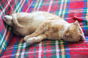 Felidae cat sleeps comfortably on blue Tartan textile blanket