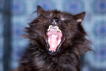 A Felidae carnivore cat with jaw, fang, and whiskers is shown yawning