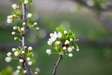 Closeup of white flower on tree branch, possibly cherry blossom