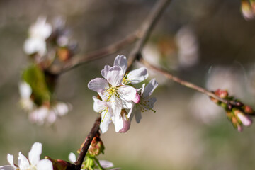 Closeup of cherry blossom petals on a twig in full bloom