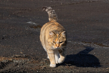 beige cat kitten goes to fight and squints at sun. domestic farm cat walks towards camera outside