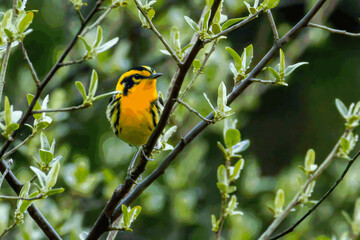 Blackburnian Warbler