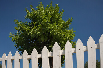 Beautiful decorative tree over a classic white picket fence, serene peaceful atmosphere, summer grafic background