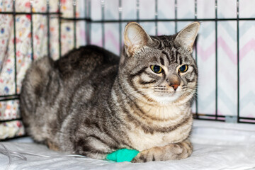 Sad gray cat with catheter on paw