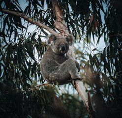 koala resting and sleeping on his tree with a cute smile. Australia, Queensland.