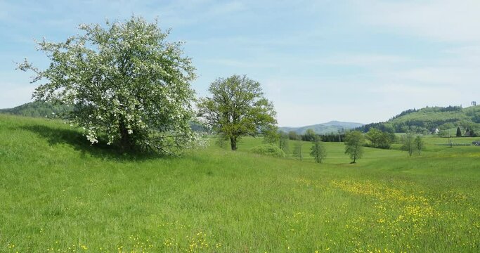 Rund um Weitenau (Steinen) im S&uuml;dschwarzwald. Weitenauer Bergland. Herrliche Landschaft aus Blumenwiesen und gr&uuml;nen H&uuml;geln