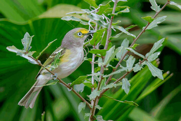White-eyed Vireo