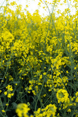 field of rapeseed