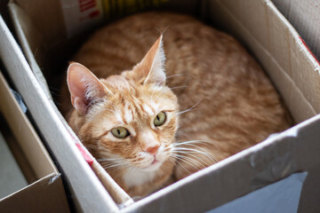 A Felidae with fawn fur and whiskers lays in cardboard box gazing at the camera