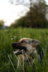 happy dog in the grass