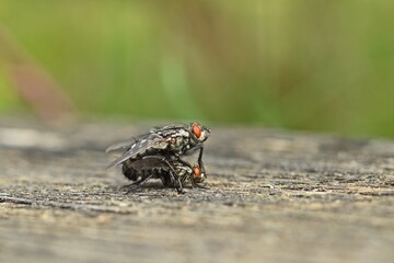 Graue Fleischfliegen (Sarcophaga carnaria) bei der Paarung