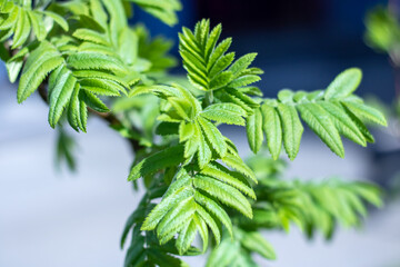 Closeup shot of a woody branch with green leaves on a terrestrial plant