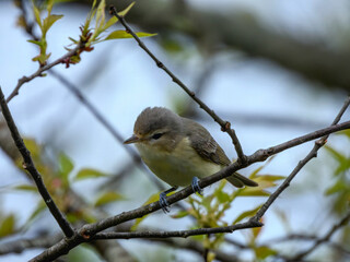 


Warbling Vireo


