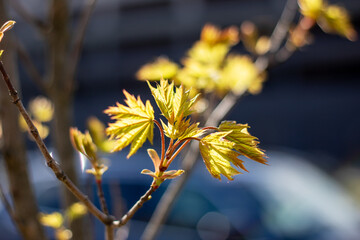 Macro photo of branch with yellow leaves in natural landscape
