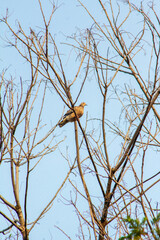 birds on tree