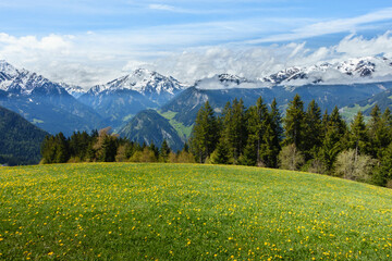 Grüne Bergblumenwiese mit schneebedeckten Bergen im Hintergrund