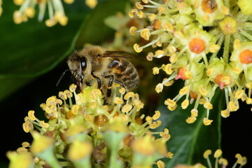 Biene,  Bienen,  Honigbiene,  Aphis mellifera