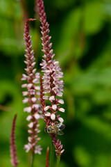 Biene,  Bienen,  Honigbiene,  Aphis mellifera