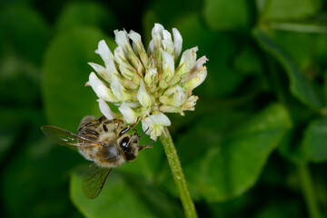 Biene,  Bienen,  Honigbiene Aphis mellifera