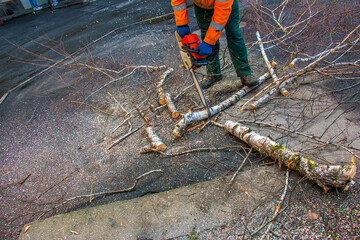 A municipal service worker cuts the branches of a tree. Greening of urban trees