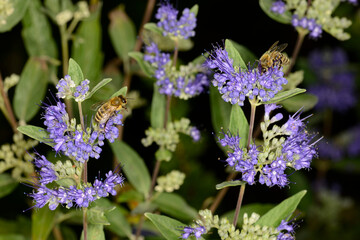Obraz premium Biene, Bienen, Honigbiene, Aphis mellifera