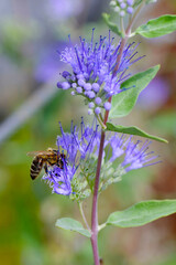 Biene,  Bienen,  Honigbiene,  Aphis mellifera