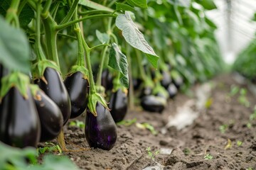 Close-up of eggplants growing in a greenhouse - Powered by Adobe