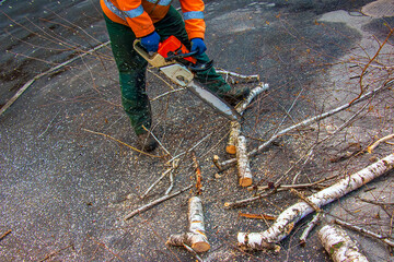 A municipal service worker cuts the branches of a tree. Greening of urban trees