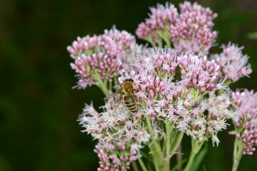 Biene,  Bienen,  Honigbiene,  Aphis mellifera