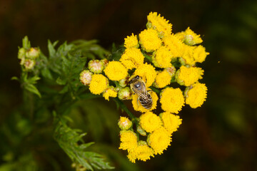 Biene,  Bienen,  Honigbiene,  Aphis mellifera