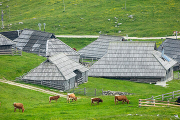 Cows and Wooden Shepherd Shelters on the Big Pasture Plateau or Velika Planina in Savinja Alps,...