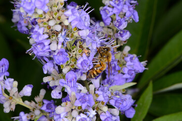 Biene,  Bienen,  Honigbiene,  Aphis mellifera