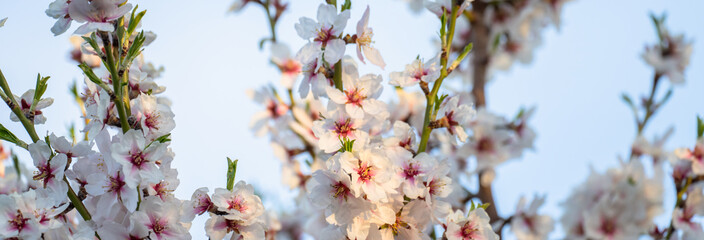 The blossoming white apricot tree, a beautiful picture of nature