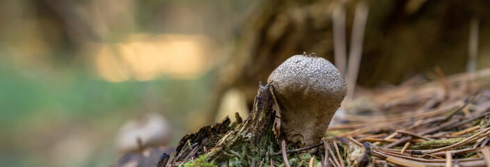 Autumn mushroom in the forest, close up, natural, stock photography