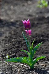 Purple tulip in the spring garden. A tulip on the background of the earth. A single flower.