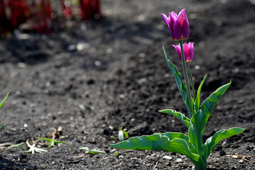 Purple tulip in the spring garden. A tulip on the background of the earth. A single flower.