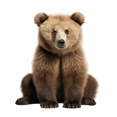 Cute and young brown bear or bear cub looking at camera isolated on transparent background, PNG file.