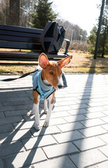 Basenji or African non-barking dog in a blue overalls on a leash walking outdoors