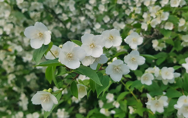 Sweet mock-orange (Philadelphus coronarius)