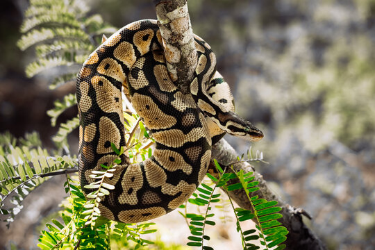 a python on the tree