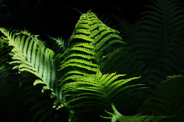 fern leaves