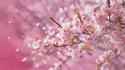 Blooming pink cherry orchard. Cherry blossoms.