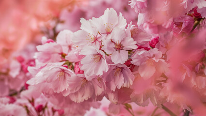 Blooming pink cherry orchard. Cherry blossoms.
