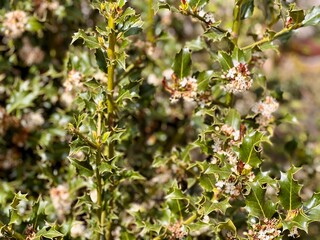Sepia-Toned Image of Holly Plant with Dense Sharp Leaves and White Flowers in Natural Light