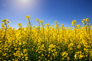 Yellow rapeseed field in the field and picturesque sky with white clouds. Blooming yellow canola...