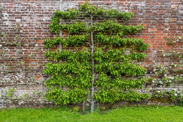 wall trained fruit tree