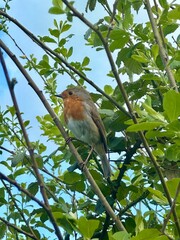 robin perched on a branch