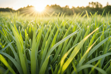 Green grass in the field landscape closeup
